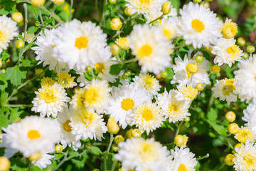 Obraz na płótnie Canvas White chrysanthemum flower in plantation field for making chinese herbal medicine.