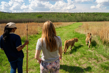 Tourist and tour guide walking with two 8 month old junior lions (Panthera leo) in the wilderness, Colin's Horseback Africa, Cullinan, South Africa