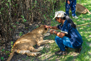 African woman sitting on the ground and touching, tickling and playing with 8 month old junior lion...