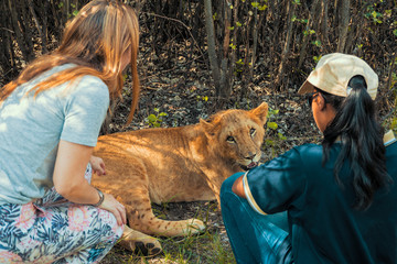 Female tourist crouching down, touching and petting a 8 month old junior lion (Panthera leo) -...