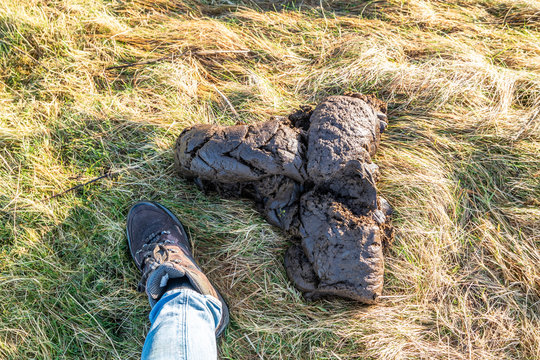 Very big cow dung in the grass at Sheskinmore National Reserve in County Donegal - Ireland
