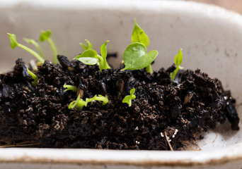 Young plant in a pot