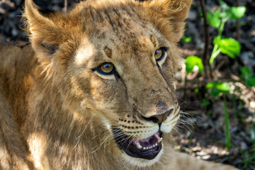 Close-up portrait of a 8 month old male lion (Panthera leo) with growing mane lying in the shadow in the wilderness near Cullinan, South Africa