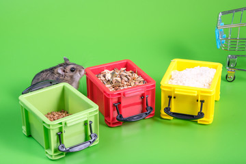 the background is green near three plastic containers with cereals sits a hamster