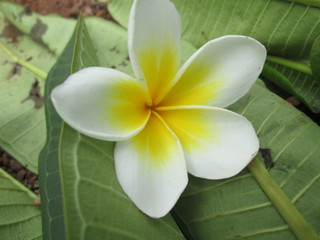 white frangipani flowers in the garden