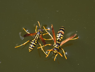 Fototapeta premium Wasps Polistes drink water. Wasps drink water from the pan, swim