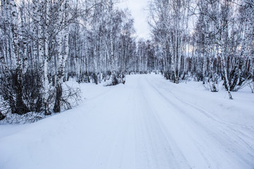 Fototapeta na wymiar Snowy road in a winter birch forest