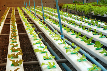 Many Organic Fresh Green Hydroponics vegetables or Soilless Culture at Hydroponics vegetables cultivation farm - Is popularly used to make vegetables salad - Modern farming