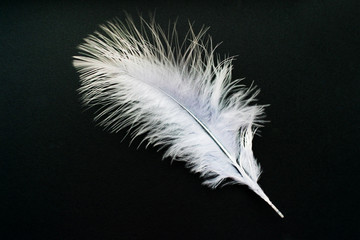 Obraz premium White feather isolated on a black background. 
