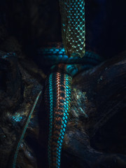 Snake in the park in nature