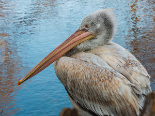 Pelican in the park in nature