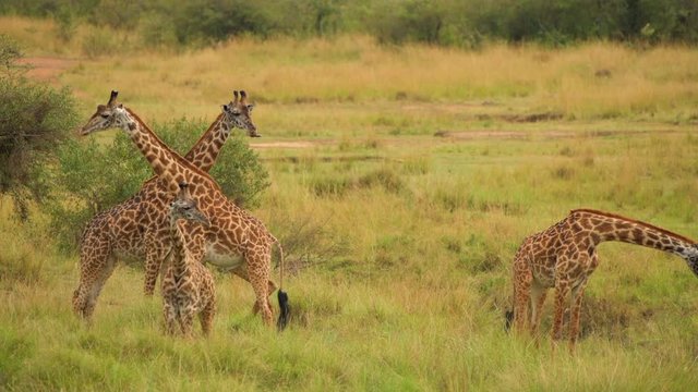giraffe fighting funny closeup group in forest grass land masaimara