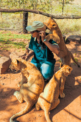 African woman crouching on the ground and playing with 4 month old lion cubs (Panthera leo) - Colin's Horseback Africa near Cullinan, South Africa