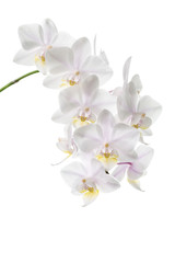 Fototapeta na wymiar Flowers of white orchids