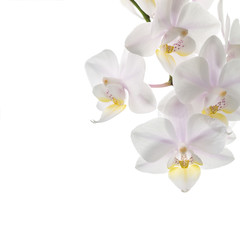 Fototapeta na wymiar Flowers of white orchids