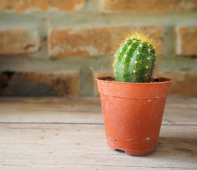 Cactus in a brown pot on a wooden table.