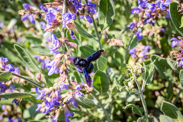Große Blaue Holzbiene (Xylocopa violacea) an Blüte von Salbei (Salvia)