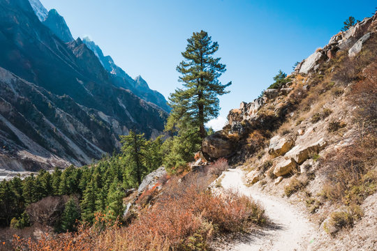 Gangotri National Sanctuary, Uttarakhand, Trekking path to Gaumukh, the spiritual source of the river Ganges