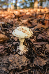 Junger Weißer Knollenblätterpilz (AMANITA PHALLOIDES VAR. ALBA ) vor rot orangem Herbstlaub