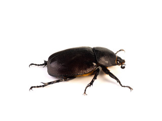 Female rhinoceros beetles.