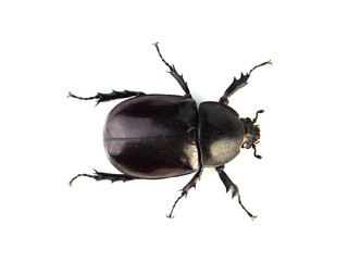 (Top view image)Female rhinoceros beetles.