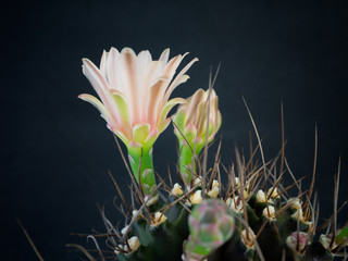 purple flower of cactus for background image.