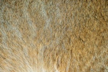 Close-up of the fluffy fur of a 4 month old lion cub (Panthera leo)