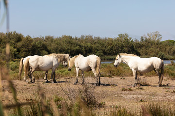 Naklejka na ściany i meble Typical horses of Camargue in Southern France