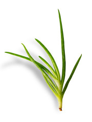 Aloe vera plant on white background. (clipping path)