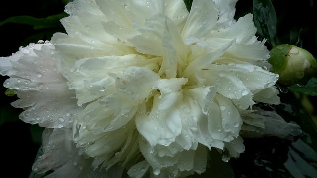 White Peony (Paeonia or Paionia) flower under the raindrops,  slow motion
