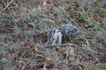 grey squirrel eating nut in the nature, India