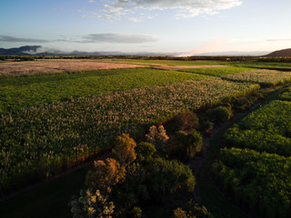 Fields of Sugar cane
