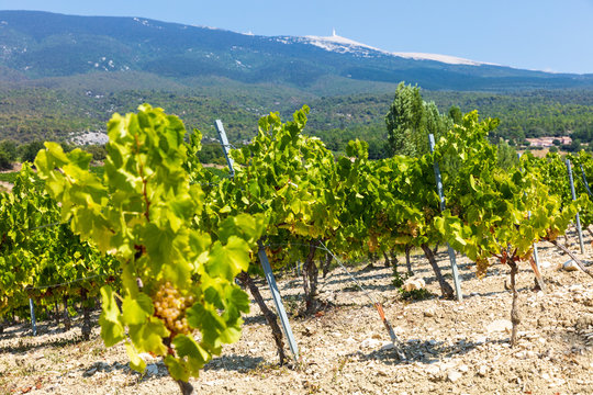Vinyard in front of famous Mt. Ventoux, Provence, Southern France