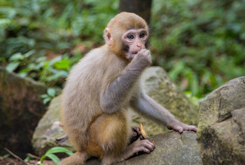  Monkey  at the background, the Zhangjiajie National Forest Park, China