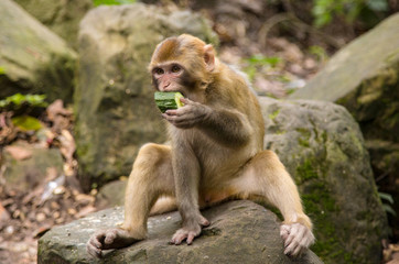 Naklejka na ściany i meble Monkey at the background, the Zhangjiajie National Forest Park, China