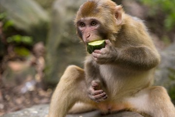  Monkey  at the background, the Zhangjiajie National Forest Park, China