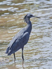 Black heron (Egretta ardesiaca)