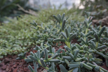 Succulent plant in the garden