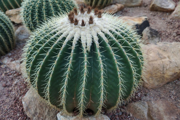 Succulent plant in the garden