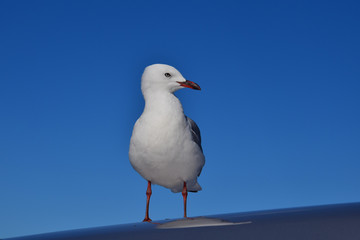 A red-billed gull on a car.