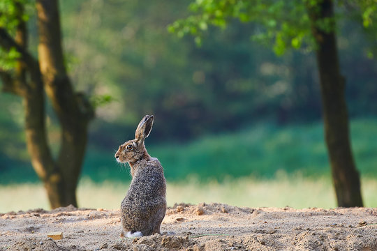 feld hase