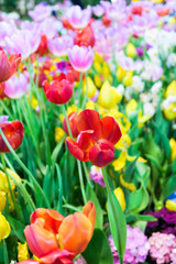 view of Colorful tulips background