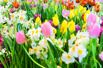 view of Colorful tulips background