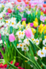 Fototapeta na wymiar Abstract blurred Colorful tulips background 