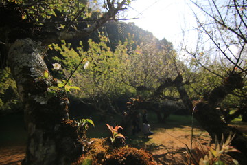 autumn in the forest