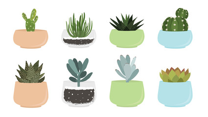 Various succulent and cacti in pots, vector drawing - 313228311