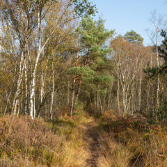 Waldweg im Venner Moor, Münsterland, Nordrhein-Westfalen, Deutschland, Europa