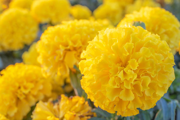 Marigold or calendula or yellow flower field.