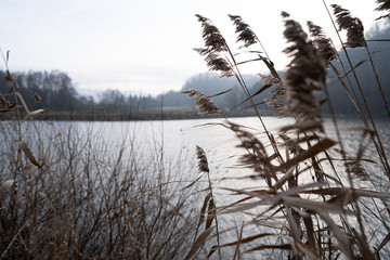 reeds on the lake