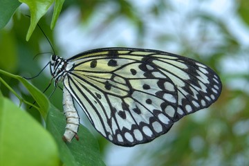 Idea leuconoe, yellow black exotic butterfly on green leaf - Powered by Adobe